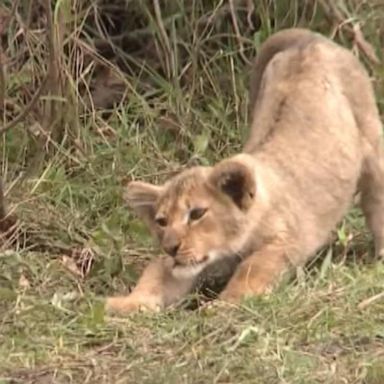 The group of lions has been spotted roaming near a mine in the Limpopo Province.