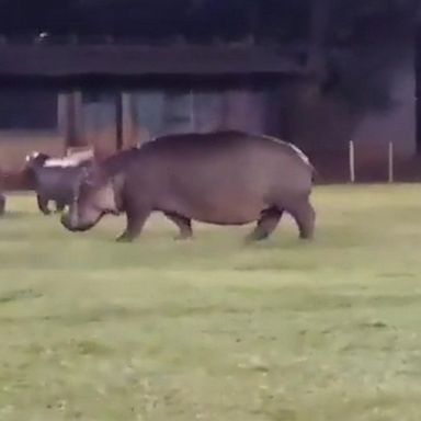 This formidable squad was recently spotted strolling across the pitch at a rugby club's grounds in South Africa. 