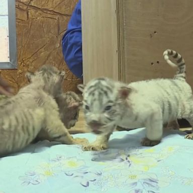 PHOTO: A Bengal tiger gave birth to four adorable cubs, including a rare mutant white tiger, in a wildlife park in China.