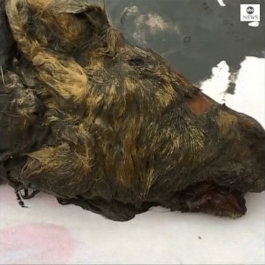 Scientists have found the furry head of an Ice Age wolf perfectly preserved in the Siberian permafrost.