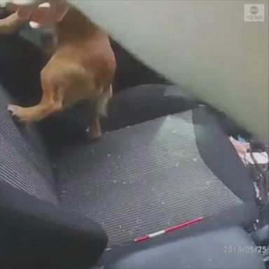 A police officer in the UK smashed a car window with his baton to rescue a dog who was locked inside for hours without water on a hot day.