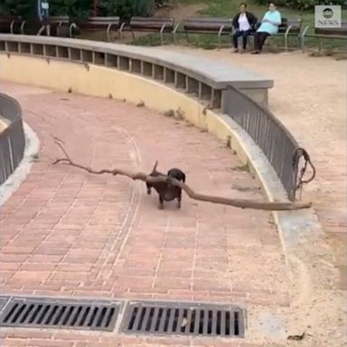 PHOTO: This dachshund wasn't going to pass up a chance to fetch a branch twice its size, diligently navigating a winding walkway before dropping it at its owner's feet.