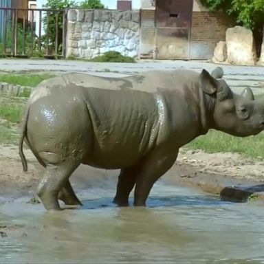 VIDEO: Endangered black rhinos relocated to Rwanda