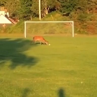 PHOTO: With the Women's World Cup quarterfinals set to begin, everybody is getting in the soccer spirit - even this deer kicking a ball about a pitch in Scotland.