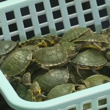 VIDEO: More than 5,000 turtles discovered in luggage at Kuala Lumpur airport