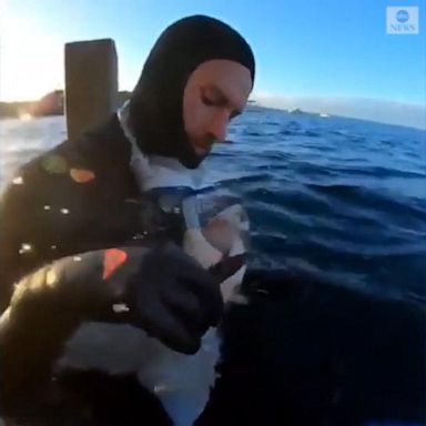 VIDEO: Brave divers rescue tangled shark with hooks in its mouth