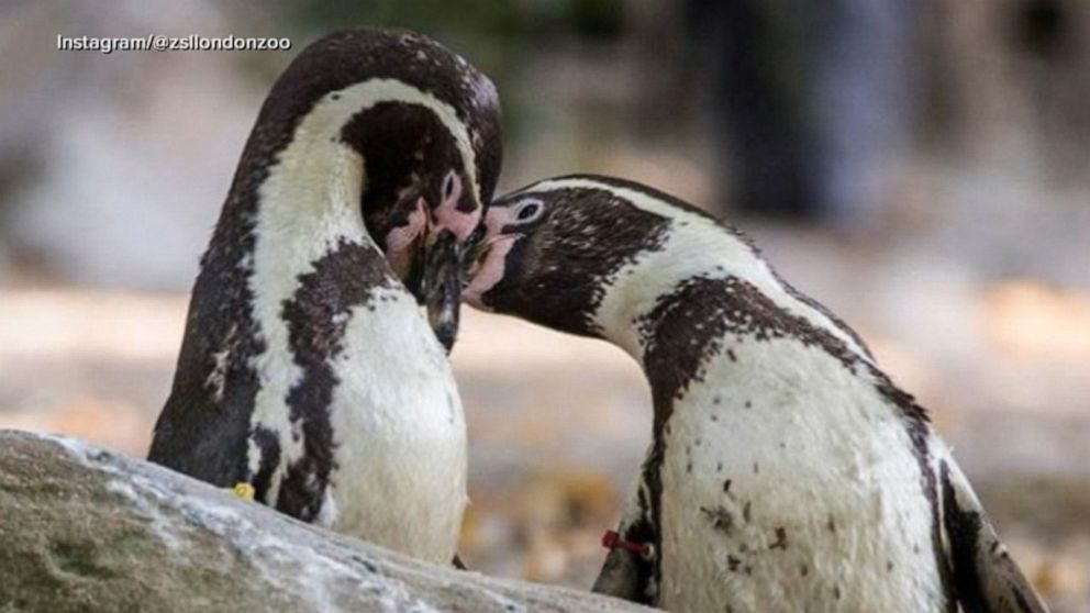 Video Zoo's famous gay penguins celebrate Pride - ABC News