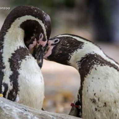 The zoo calls penguins Ronnie and Reggie its "most famous gay residents."