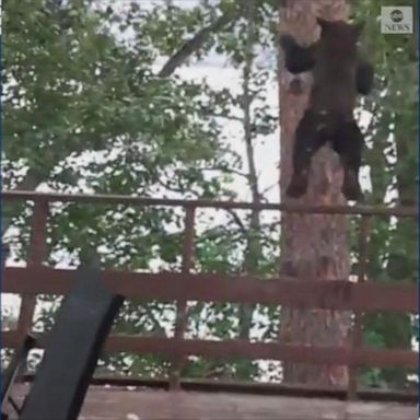 The bear jumped from the deck of a British Columbia home before heading down the tree.