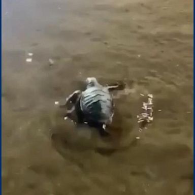 VIDEO: Family guides baby turtles to ocean in Australia 