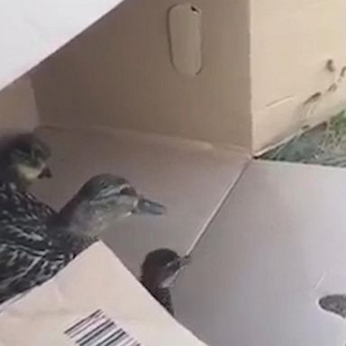 VIDEO: Family of ducks found wandering busy street released back into wild