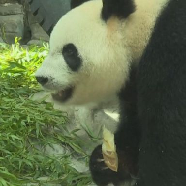 VIDEO: Panda triplets separated after getting in too many fights