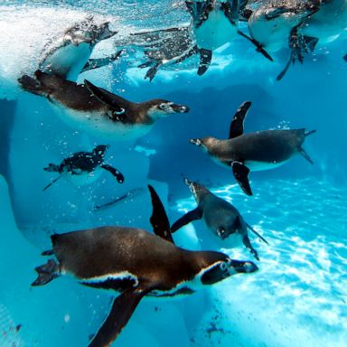 VIDEO: Penguins,The Dance World Cup and Wimbledon : World in Photos, July 2nd