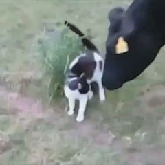 Cow finds new friend in cat