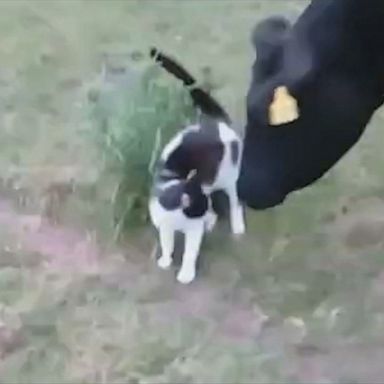 Cow discovers new friends in cat