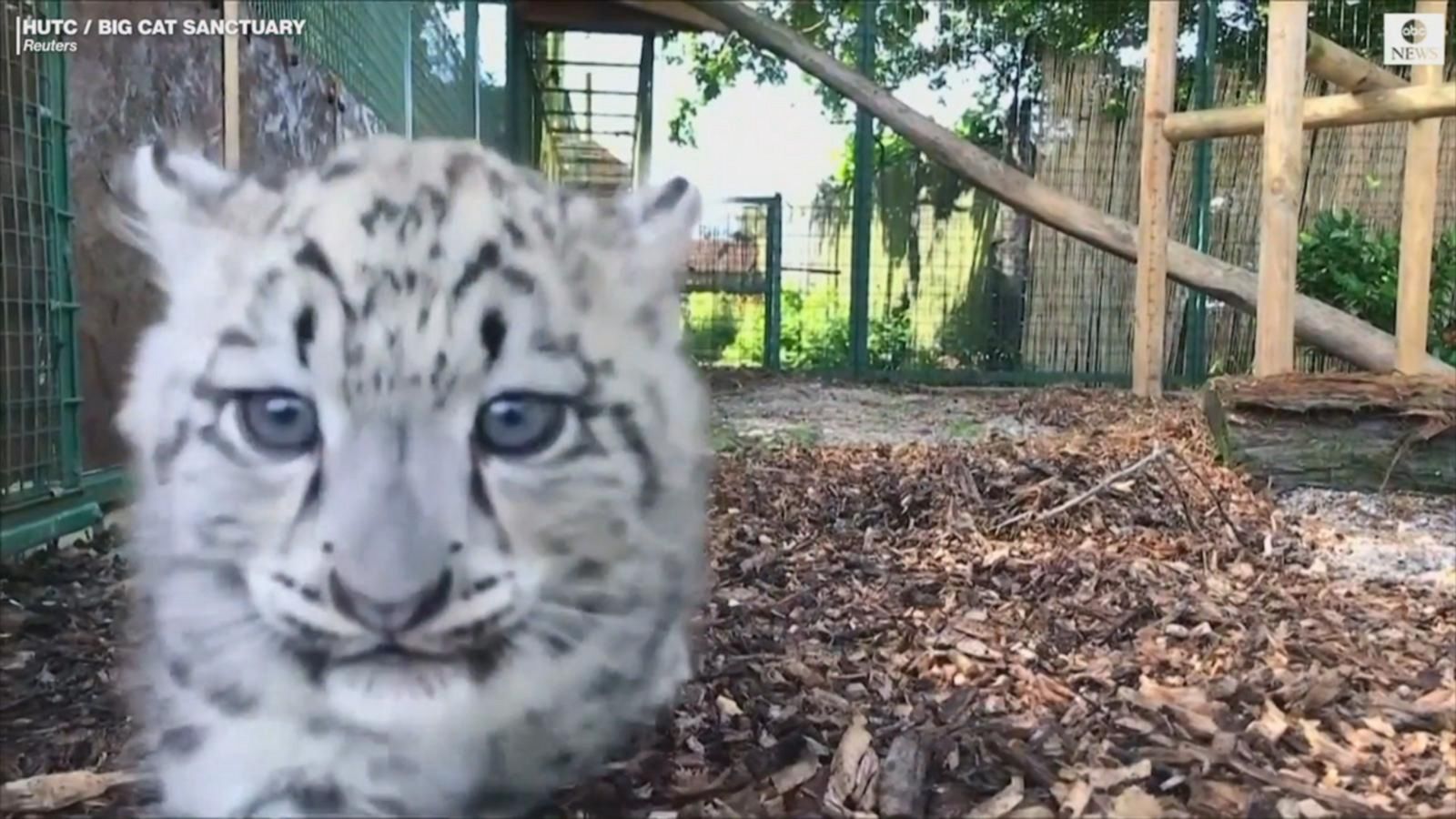 Adorable tiger cubs meet their dad for the 1st time - ABC News