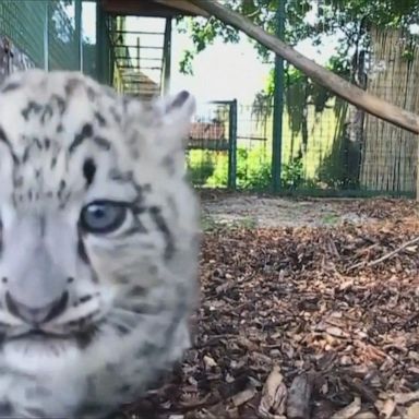 The rare cubs were born in April at the Big Cat Sanctuary in the UK.