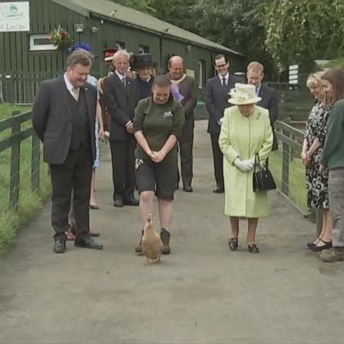 Queen Elizabeth II took a stroll with Olive the duck on a visit to this Edinburgh city farm as part of her annual week of engagements in Scotland. 