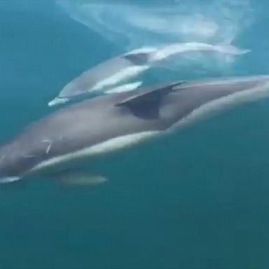 VIDEO: Dolphin and calf swim up to tour boat 