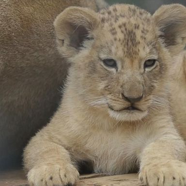 VIDEO: Czech zoo welcomes newborn Barbary lion cubs