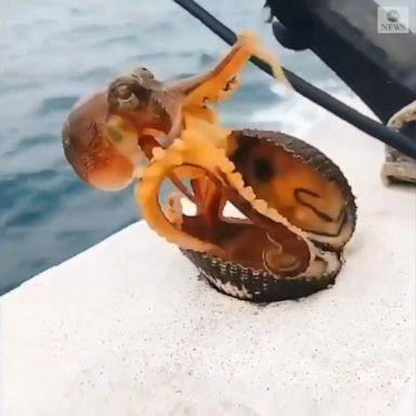 VIDEO: Octopus pops out of shell, surprising Japanese fisherman