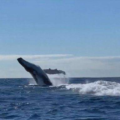 VIDEO: Blue whales breach ocean surface of Australian coast