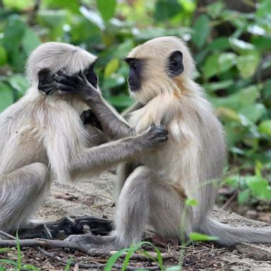 VIDEO: Monkeys, baseball and swimming : World in Photos, July 16