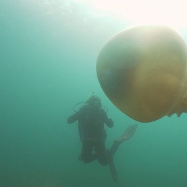 A pair of divers photographed their experience swimming with a barrel jellyfish off the coast of Cornwall in the U.K., describing the moment they came face to face with the marine giant as "breathtaking."