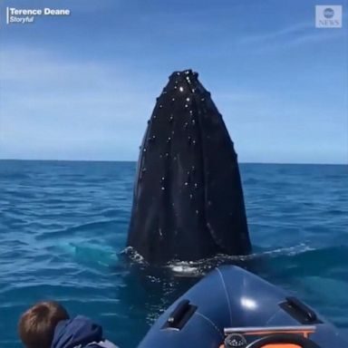 Friendly humpback whales breach just feet from boat in Ireland