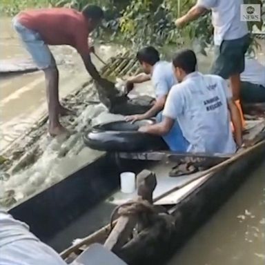 VIDEO: Indian officials rescue baby rhino struggling in flooded park