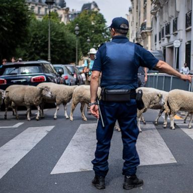 VIDEO: Sheep crossing in Paris, heatwave and rainbow golf: World in Photos, July 18