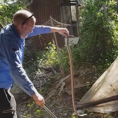 The hectic experience was all caught on camera as snake catcher Stuart McKenzie finally made the capture.