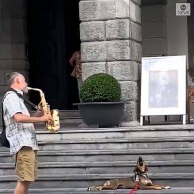 PHOTO: The canine can be heard howling along as the musician plays a few tunes. 