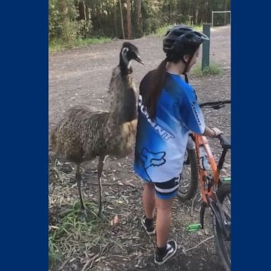 PHOTO: An emu just wanted to be pals with an Australian cyclist.