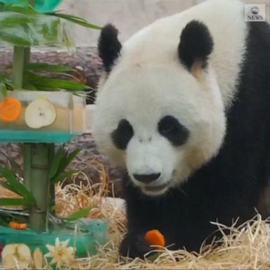 Ru Yi made a mess of his cake to the delight of Moscow Zoo visitors.