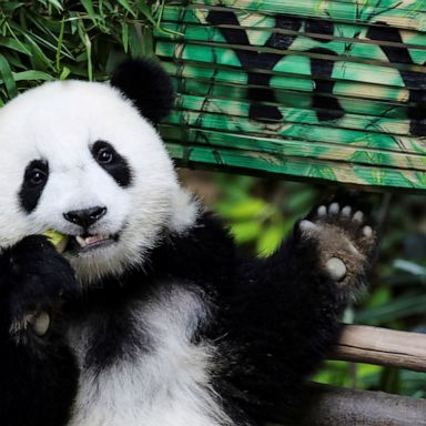 VIDEO: Democrats debate, Texas heat, Yi Yi the giant panda: World in Photos, Aug. 1