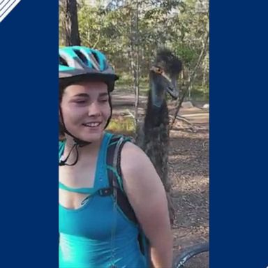 A friendly emu bonded with cyclists in the Parklands Conservation Area in Queensland.