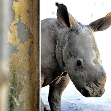 VIDEO: Rhinoceros, hairdressers and vigils: World in Photos, Aug 6