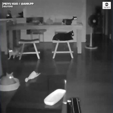 VIDEO: Earthquake awakens sleeping cats