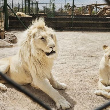 A landmark court ruling this week has brought a sense of hope to those calling on South Africa to ban captive lion breeding and bone trade.