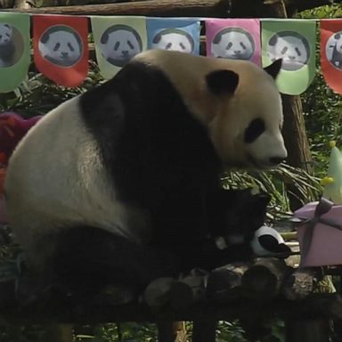 VIDEO: Giant panda celebrates 13th birthday with cake, decorations