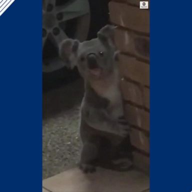 The marsupial, making a growling noise, startled a local Brisbane resident out of his sleep as it lingered in the front doorway of the man's home. 