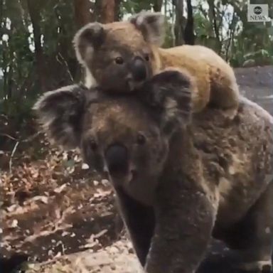 VIDEO: Young koala explores woodlands on mother's back