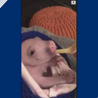 Zookeepers have been raising the wombat by hand since his mother died when he was three and a half months old.