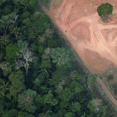 VIDEO: Amazon deforestation, Hong Kong protests, zoo weigh-in: World in Photos, Aug. 22