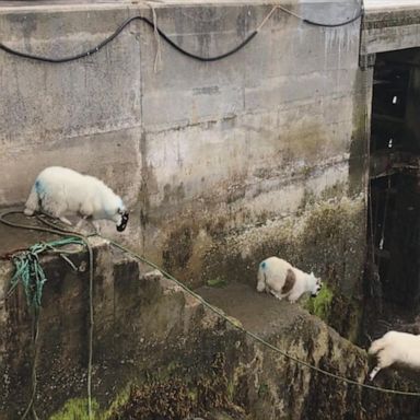 VIDEO: Sheep lead each other down staircase, hop on boat