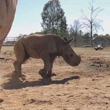 VIDEO: Baby white rhino born at Australian zoo