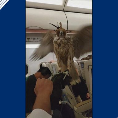 An airline passenger seated next to the falcon captured video of the bird of prey perched on its handler’s glove.