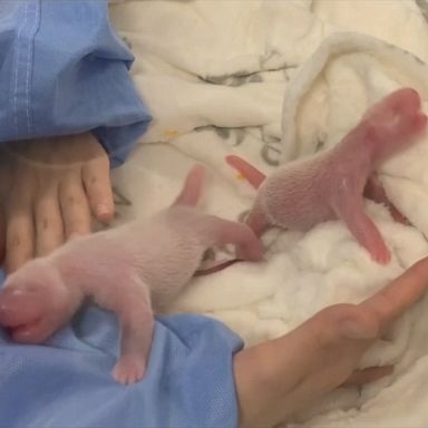 PHOTO: A zoo in Berlin is celebrating the arrival of two panda cubs, the first time one of the rare mammals has given birth in Germany.