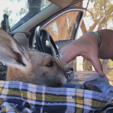 The joey was found by travelers 60 miles outside of the Queensland town of Windorah and was later adopted by a local family.